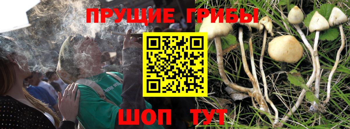Псилоцибиновые грибы Psilocybe  Вход с VPN  Арзамас 